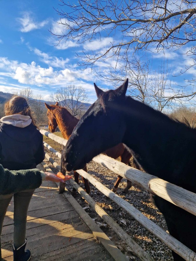 Horse feeding