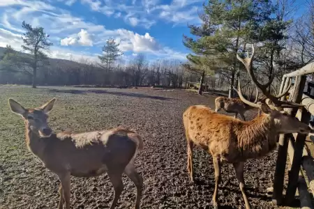 Ranč Dolina jelena i Letališče Željava