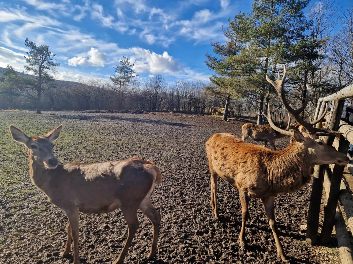 Deer Valley Ranch und Flughafen Željava